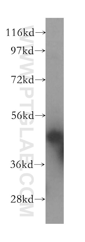 MRPS27 western blot WB 17280-1-AP MRPS27 Antibody FLJ21764; FLJ23348; KIAA0264; MRP-S27; S27mt