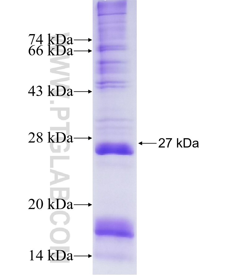 MS4A6A fusion protein ag2464 SDS-PAGE