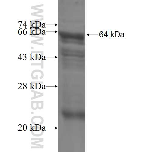MTMR2 fusion protein ag5745 SDS-PAGE