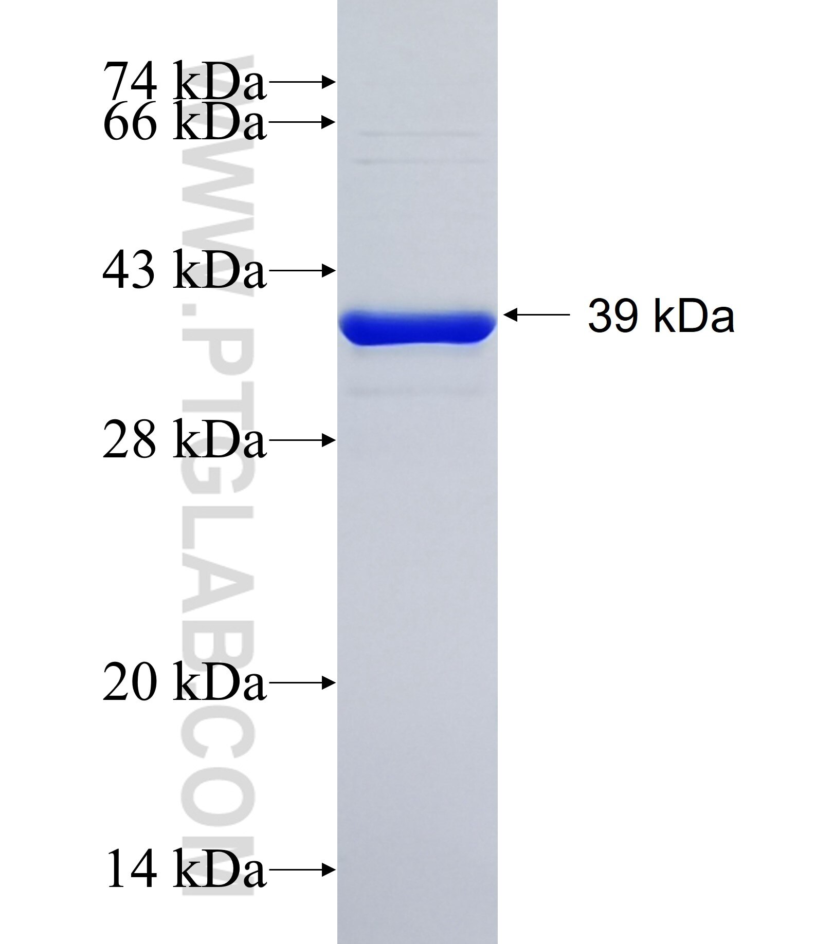 MUCL1 fusion protein ag16473 SDS-PAGE