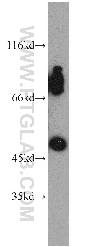 MYB western blot WB 17800-1-AP MYB Antibody Cmyb; c-myb; c-myb_CDS; efg