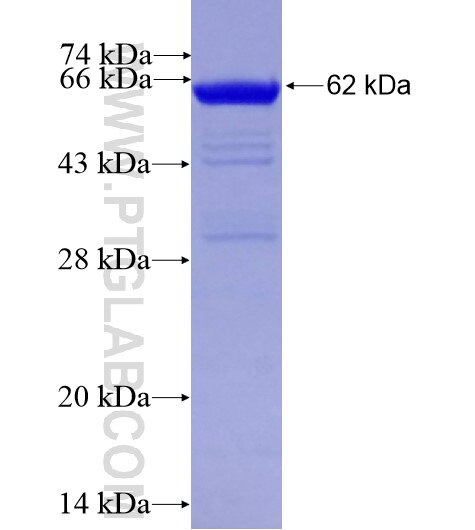MYBPC3 fusion protein ag15685 SDS-PAGE