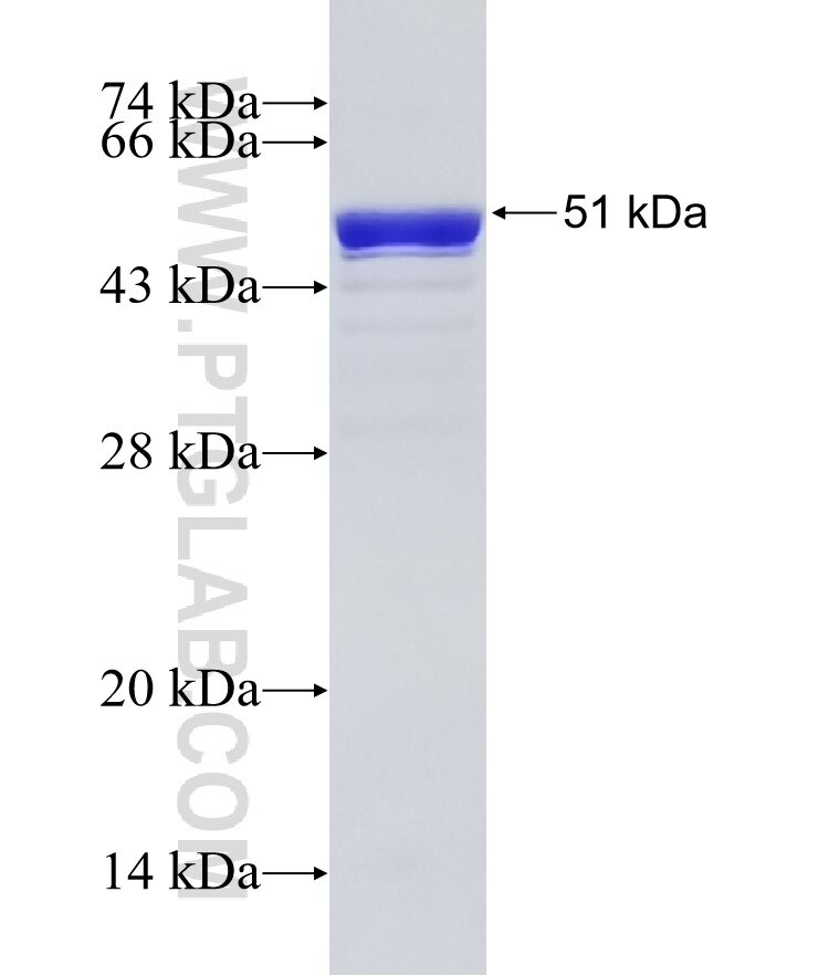 MYL3 fusion protein ag1364 SDS-PAGE