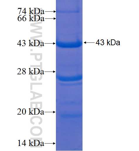 MYOC fusion protein ag5492 SDS-PAGE