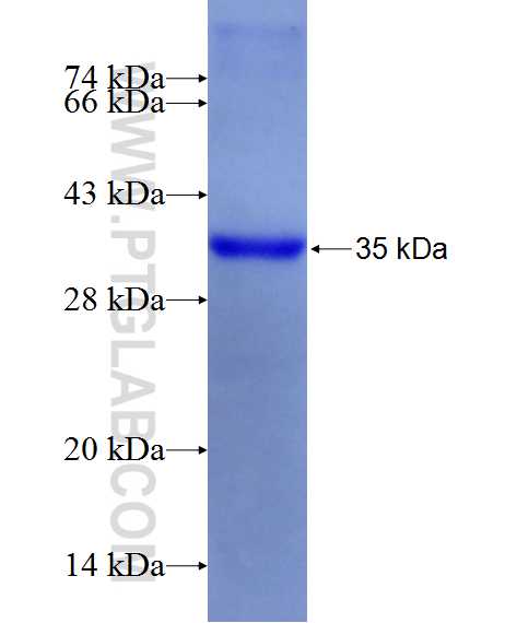 MYOD1 fusion protein ag13186 SDS-PAGE