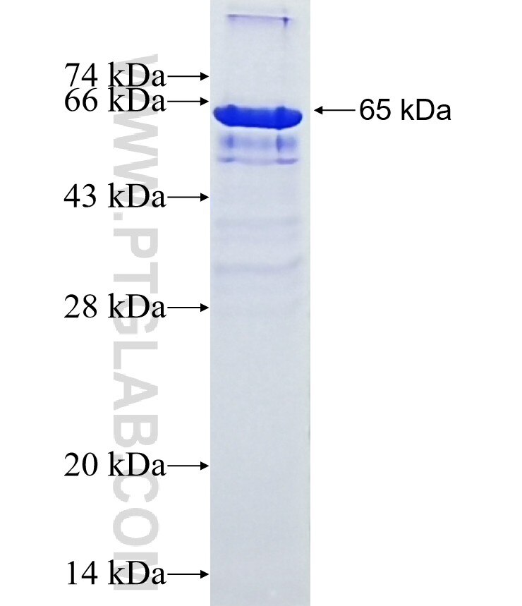 MYOD1 fusion protein ag13512 SDS-PAGE