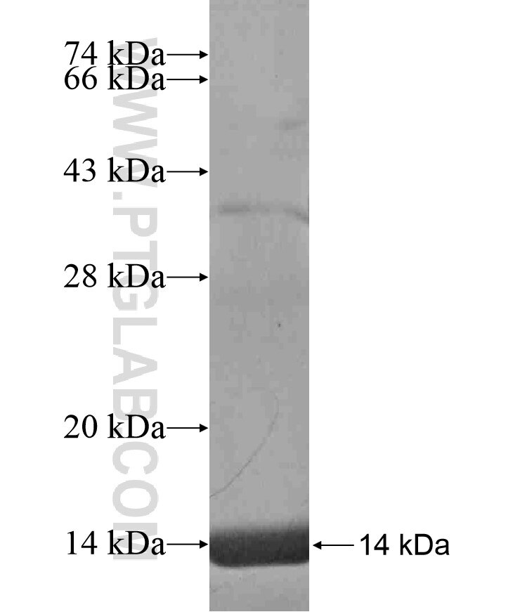 NAALAD2 fusion protein ag17152 SDS-PAGE