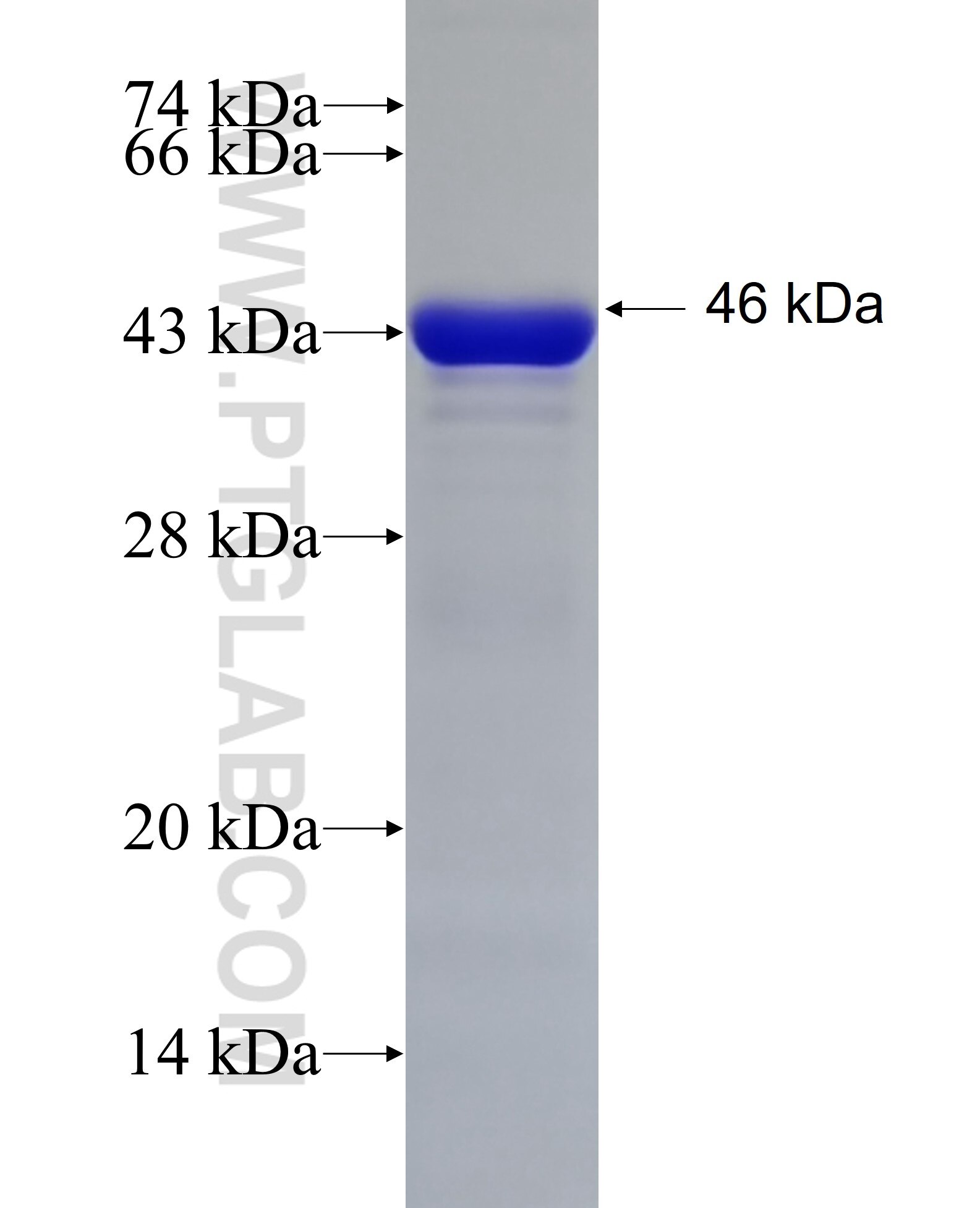 NAB2 fusion protein ag6346 SDS-PAGE