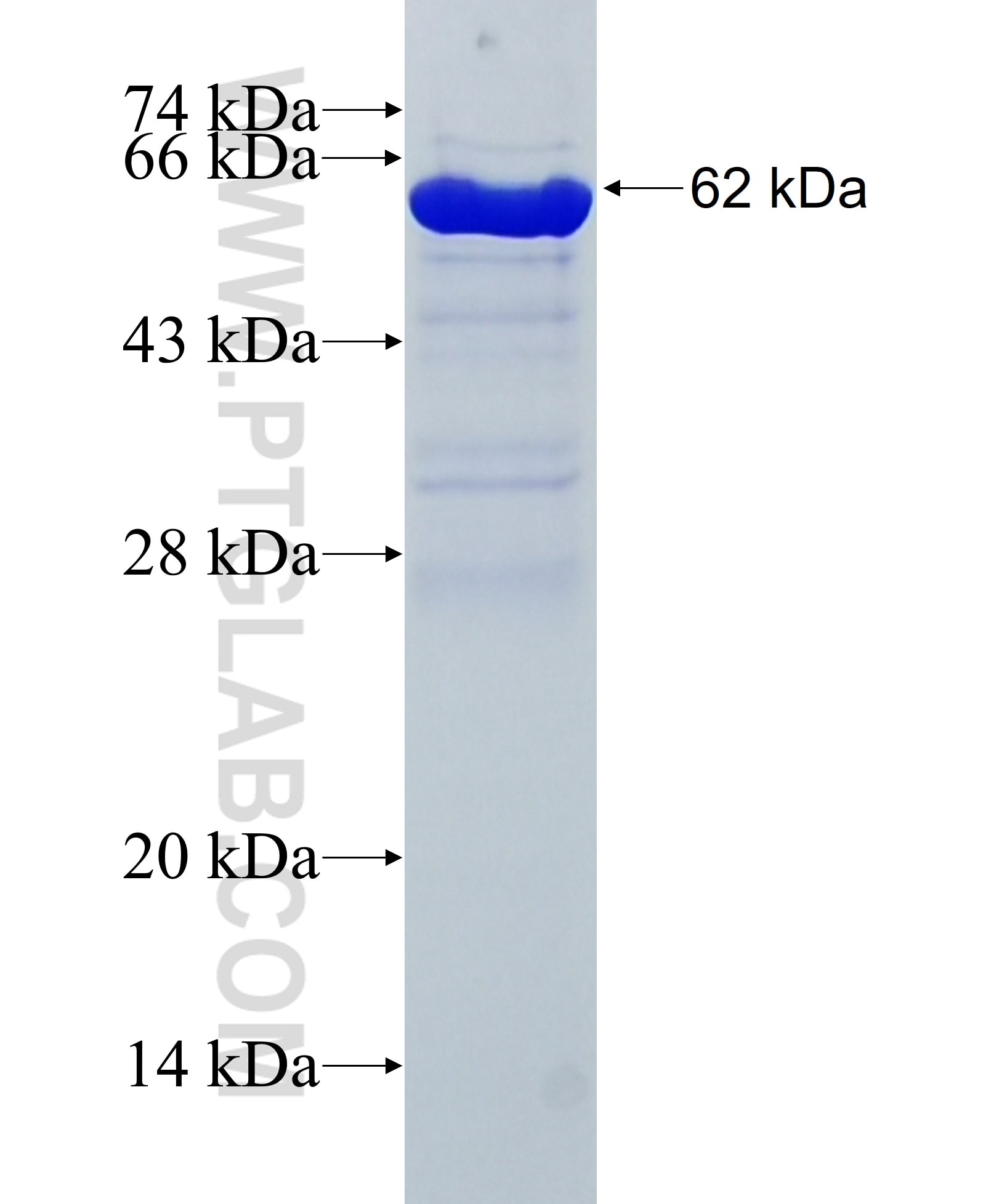 NANS fusion protein ag7271 SDS-PAGE