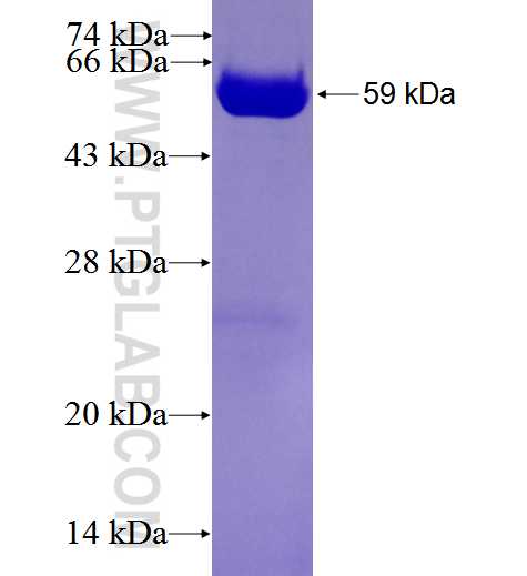 NAPA fusion protein ag0836 SDS-PAGE