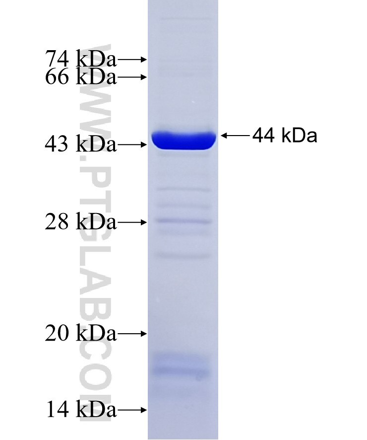 NARS2 fusion protein ag9326 SDS-PAGE