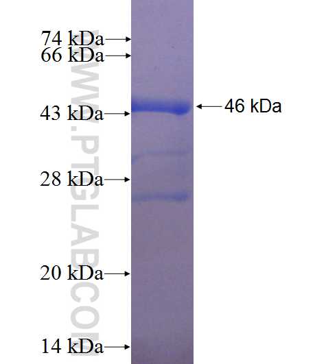 NAT5 fusion protein ag8541 SDS-PAGE