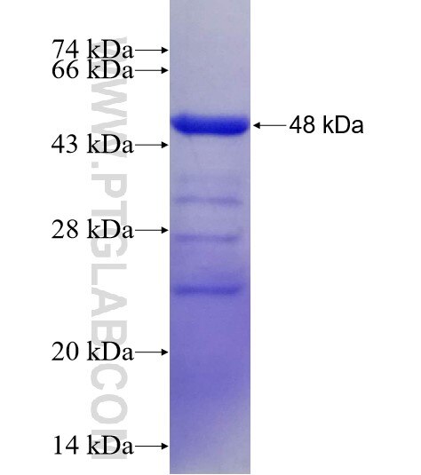 NCF4 fusion protein ag6107 SDS-PAGE