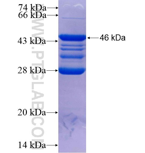 NDFIP1 fusion protein ag7985 SDS-PAGE