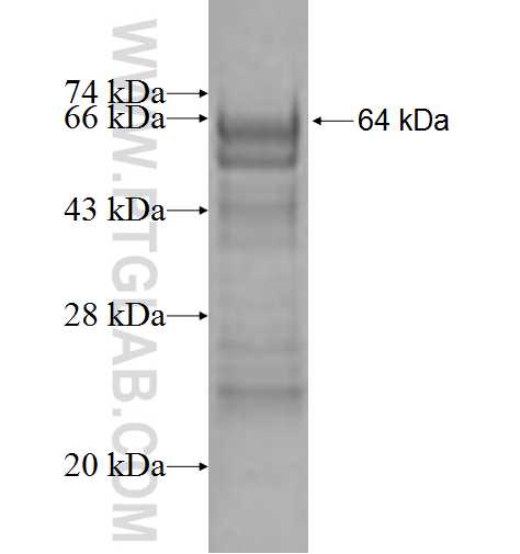 NDOR1 fusion protein ag1909 SDS-PAGE