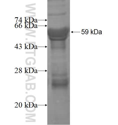 NDST2 fusion protein ag4656 SDS-PAGE
