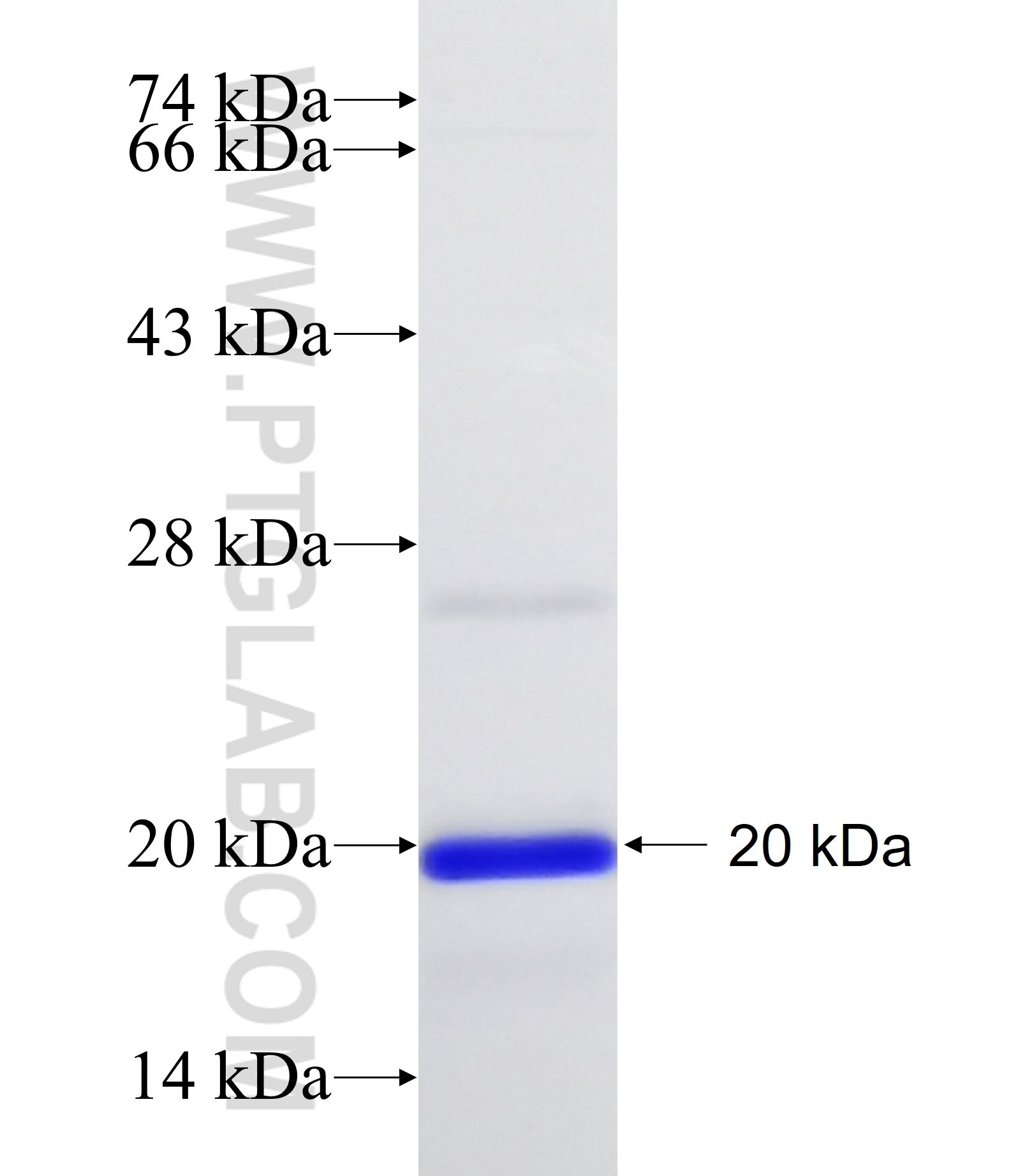 NDUFS6 fusion protein ag6286 SDS-PAGE