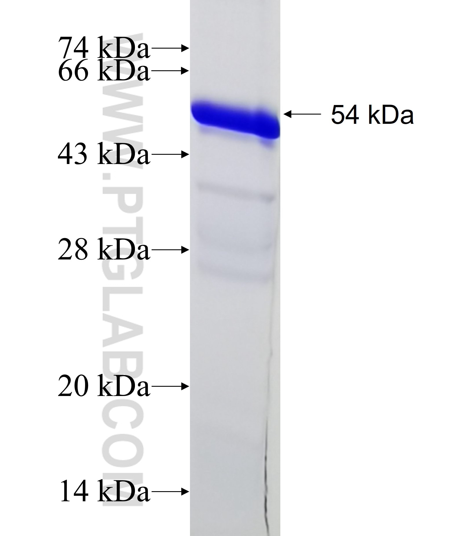 NFIA fusion protein ag2346 SDS-PAGE