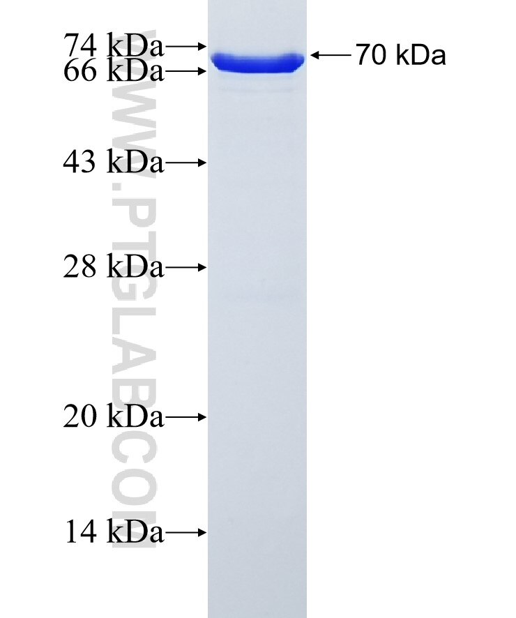 NFKBIB fusion protein ag3340 SDS-PAGE