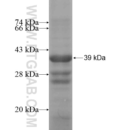 NGF fusion protein ag14569 SDS-PAGE