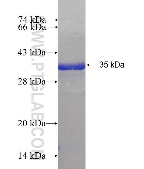 NIP30 fusion protein ag10331 SDS-PAGE
