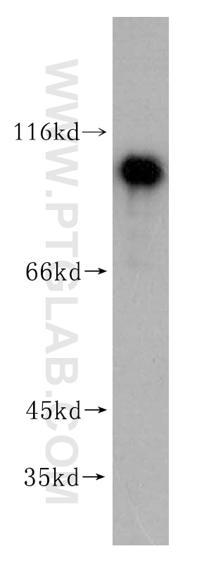 NKRF western blot WB 14693-1-AP NKRF Antibody ITBA4; NRF