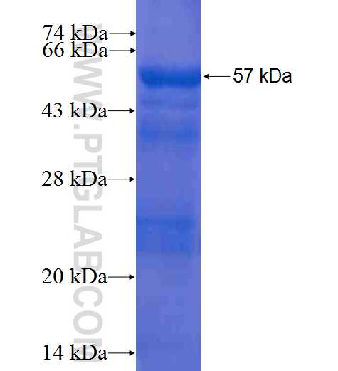 NPR2L,TUSC4 fusion protein ag0210 SDS-PAGE
