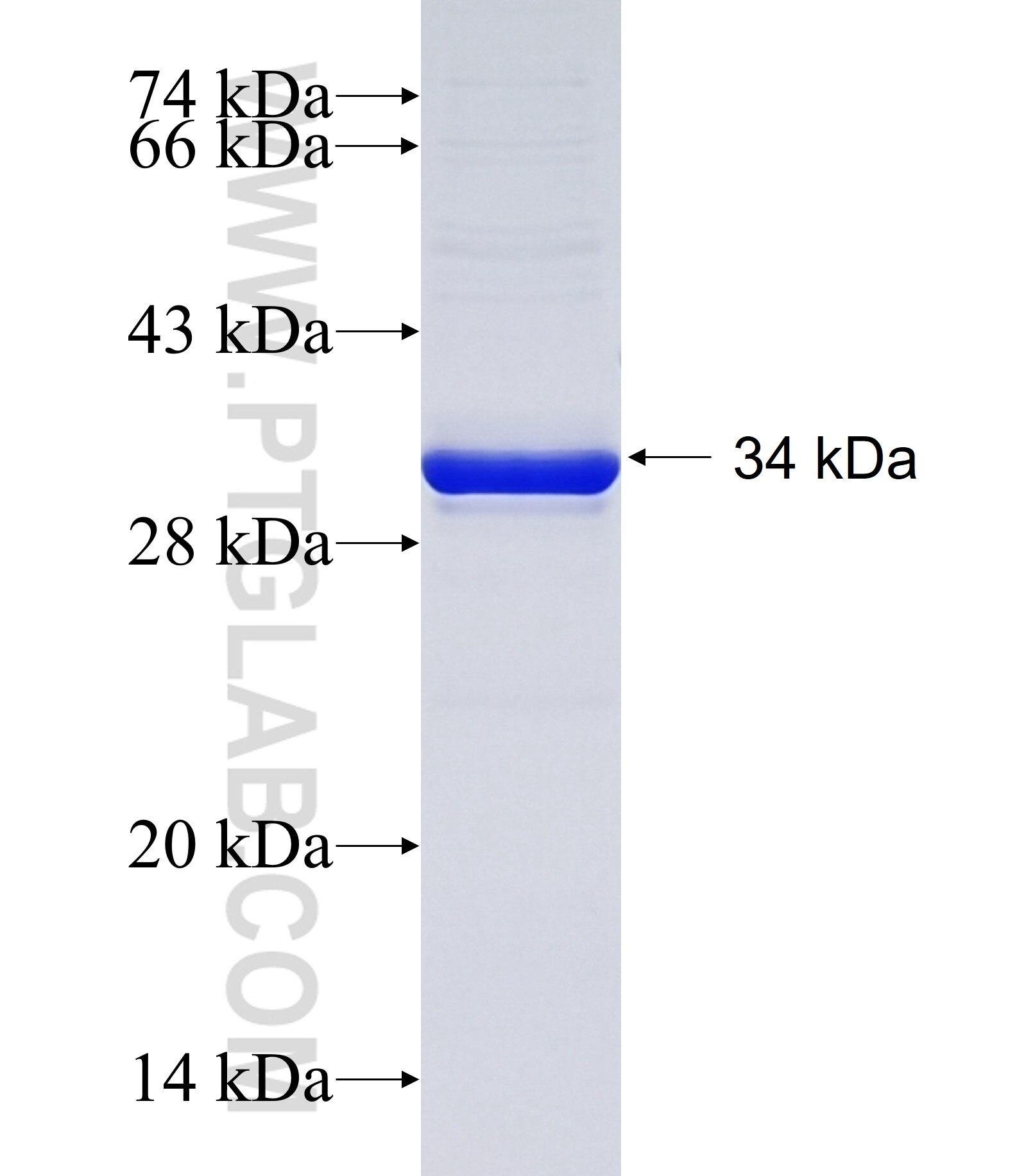 NPSR1 fusion protein ag18785 SDS-PAGE