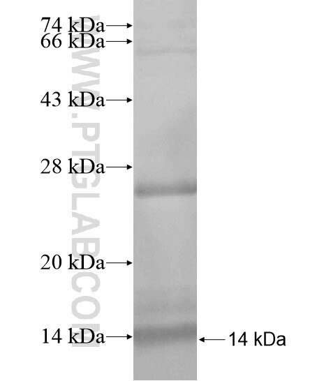 NPSR1 fusion protein ag18968 SDS-PAGE