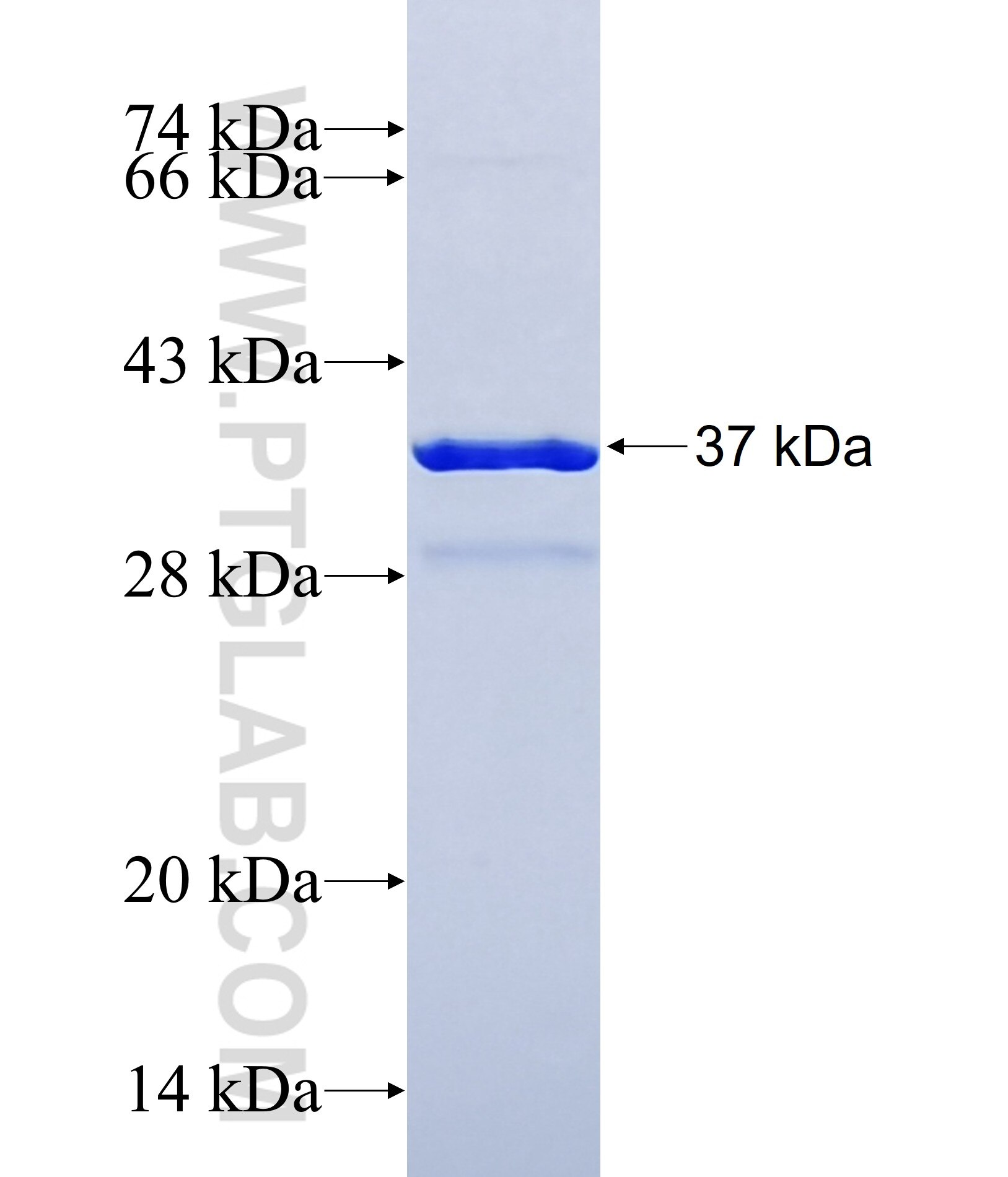 NPY fusion protein ag3568 SDS-PAGE