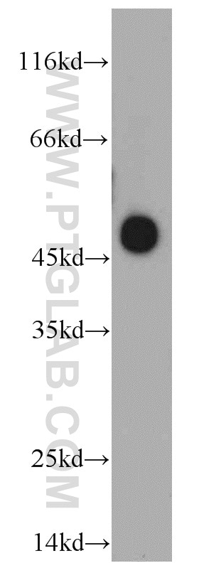 NR1I2 western blot WB 15607-1-AP NR1I2 Antibody BXR; ONR1; PAR; PAR1; PAR2; PARq; PRR; PXR; SAR; SXR