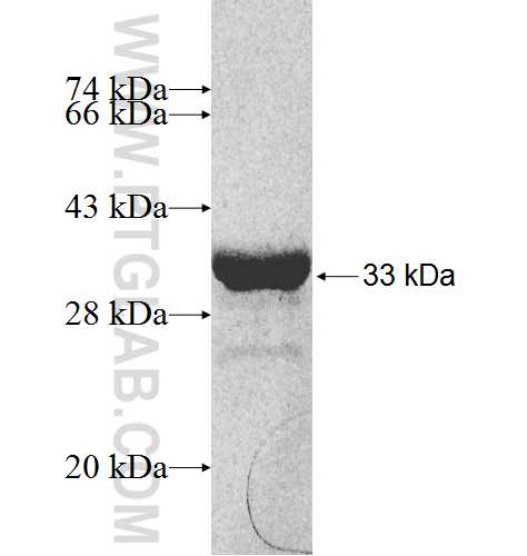 NRIP3 fusion protein ag8168 SDS-PAGE