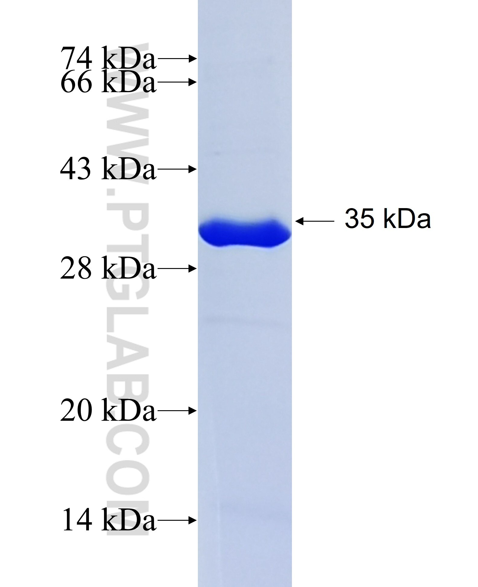 NRL fusion protein ag11266 SDS-PAGE