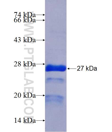 NUCB1 fusion protein ag13487 SDS-PAGE