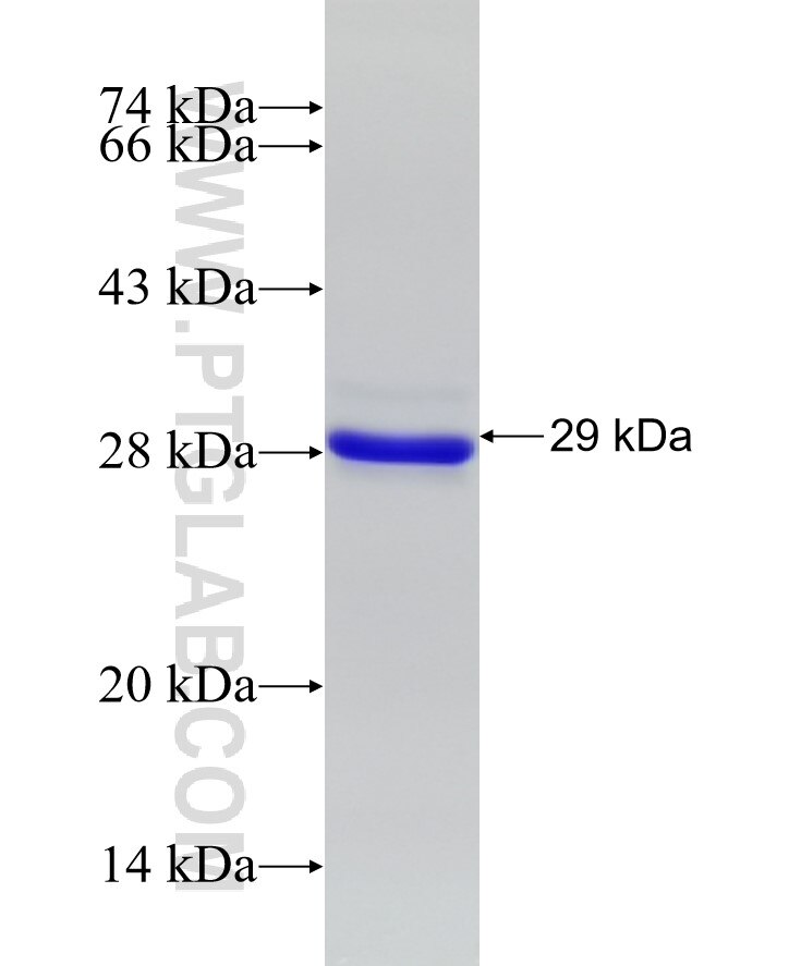 NUCB1 fusion protein ag9432 SDS-PAGE