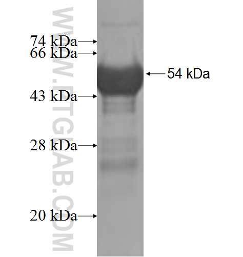 NUCB1 fusion protein ag9548 SDS-PAGE