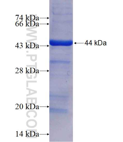 NUDT9 fusion protein ag16030 SDS-PAGE