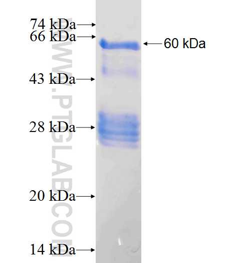 NXF1 fusion protein ag0413 SDS-PAGE
