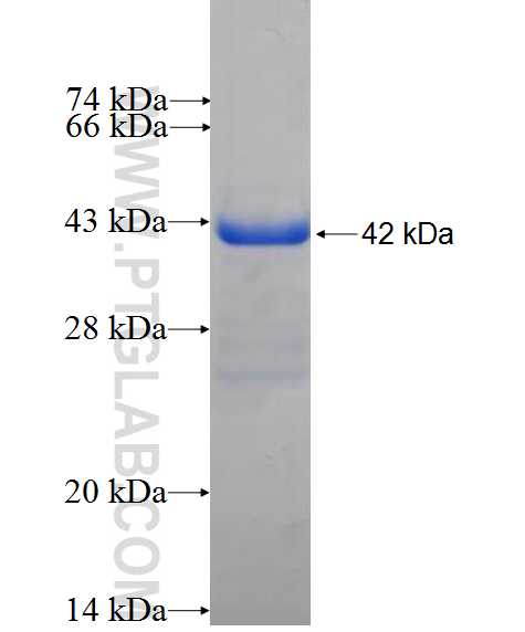 NXT1 fusion protein ag0116 SDS-PAGE
