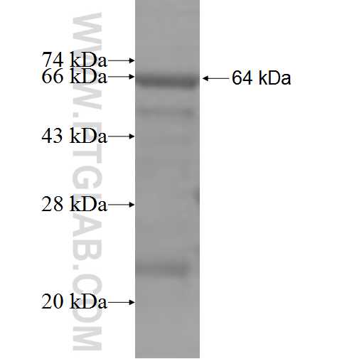 OAS2 fusion protein ag5436 SDS-PAGE