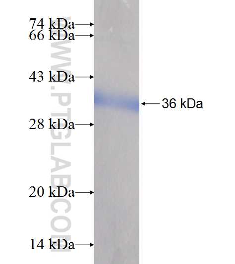 OBFC2B fusion protein ag7116 SDS-PAGE