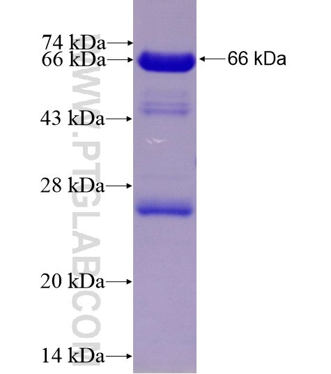 OCRL fusion protein ag11900 SDS-PAGE