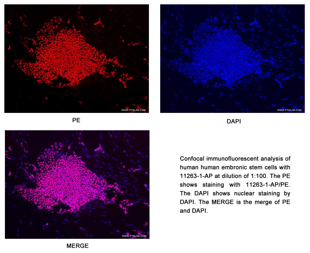 OCT4 IF 11263-1-AP OCT4 Antibody MGC22487; OCT3; OCT4; OTF3; OTF4
