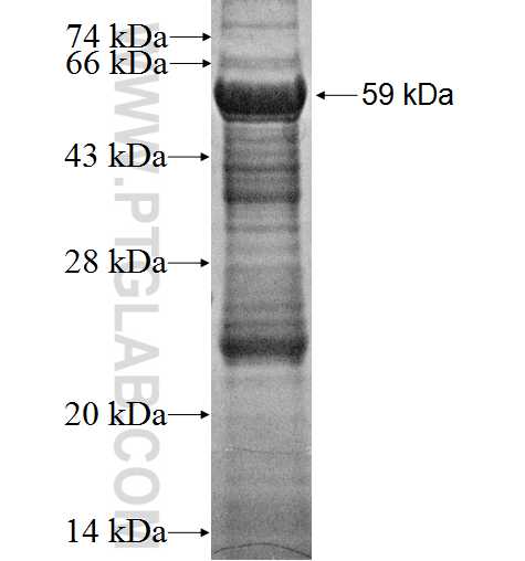 OGFRL1 fusion protein ag2518 SDS-PAGE