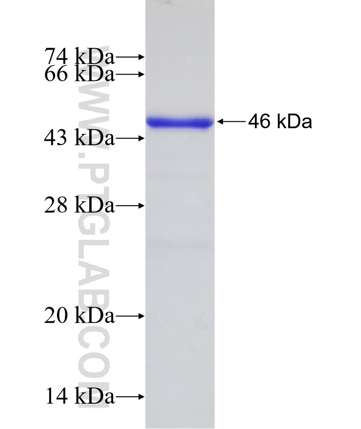 OLFML3 fusion protein ag8655 SDS-PAGE