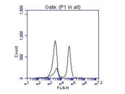OTX2 FC 13497-1-AP OTX2 Antibody MCOPS5; MGC45000