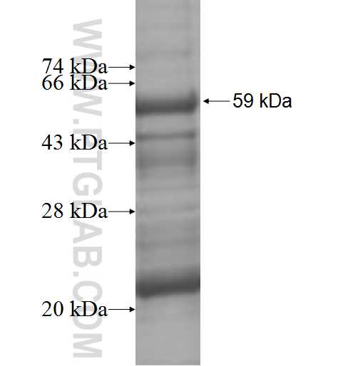 OXSM fusion protein ag10004 SDS-PAGE