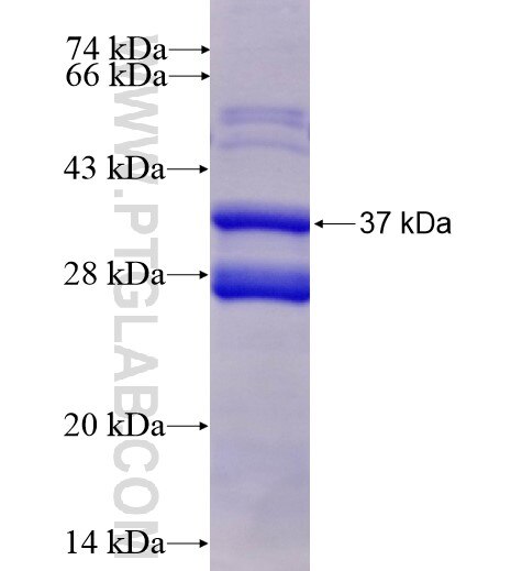 P2RY1 fusion protein ag12992 SDS-PAGE