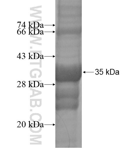 P2RY13 fusion protein ag14108 SDS-PAGE