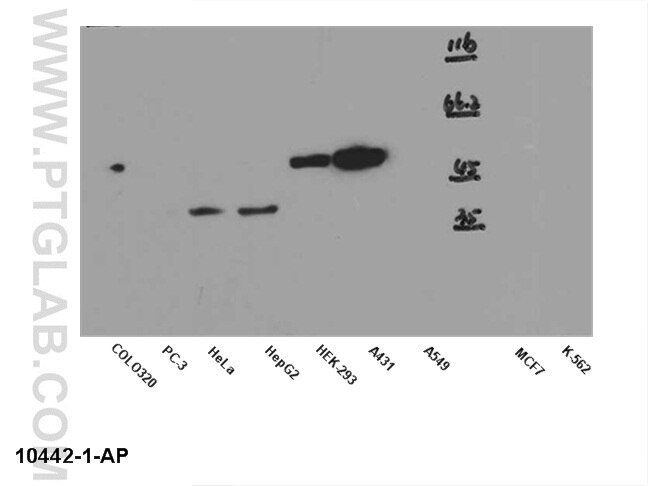 P53 WB 10442-1-AP P53 Antibody FLJ92943; LFS1; TRP53; p53